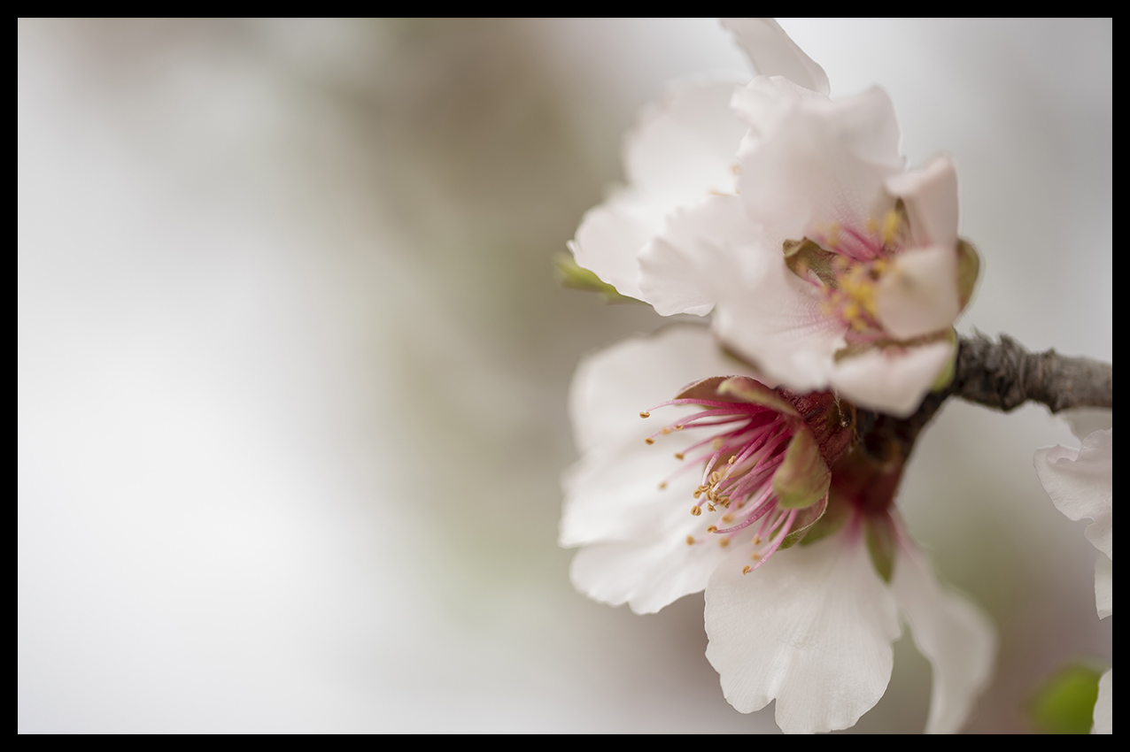 Flor de almendro blanca - PhotoPlusArt
